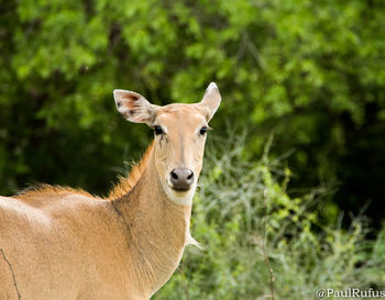 Close-up portrait of goat standing on grass