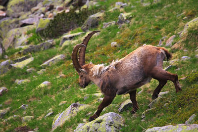 Side view of ibex walking on mountain