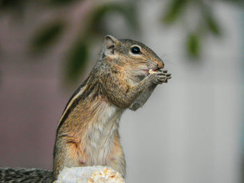 Close-up of squirrel