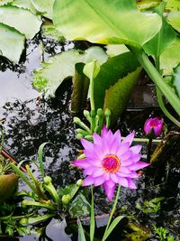 Close-up of flower growing in water