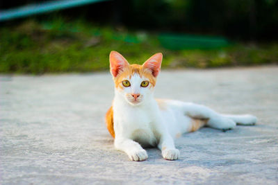 Portrait of cat on road