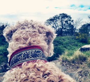 Close-up of dog against trees