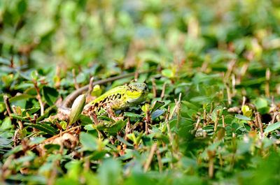 Close-up of lizard on a field