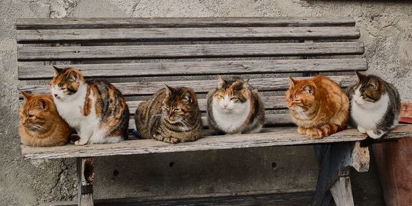 Cat on wood