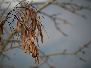 Close-up of dried plant against blurred background