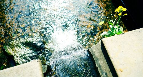 Reflection of trees in water