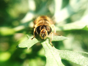 Close-up of bee on leaf