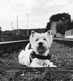 Westie chilling