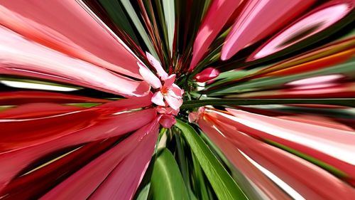 Full frame shot of pink flowering plant