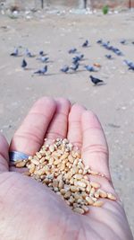 Cropped hand feeding wheat to birds