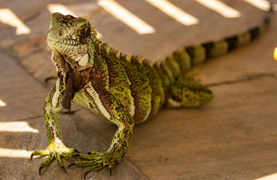 Close-up of a lizard