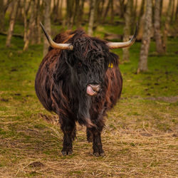 Horse standing in a field