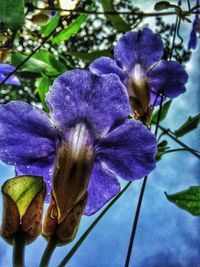 Close-up of purple flowers