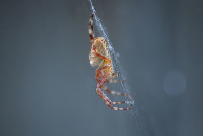 Close-up of spider on web