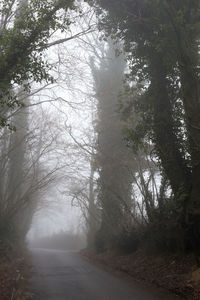 Road amidst trees in forest