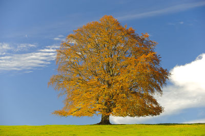 Big old beech tree on meadow at autumn