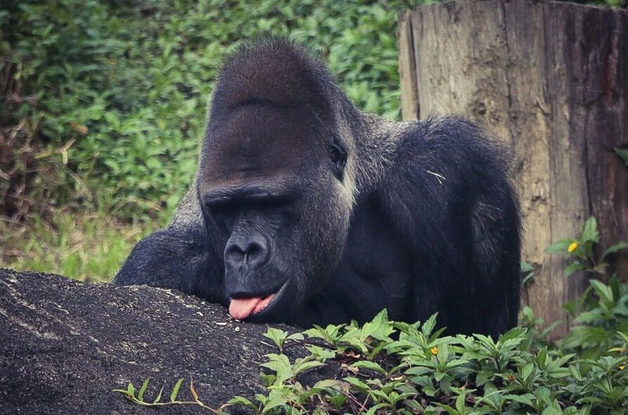 animal themes, one animal, mammal, wildlife, animals in the wild, monkey, sitting, primate, relaxation, plant, nature, black color, zoo, close-up, focus on foreground, tree, outdoors, day, gorilla, rock - object