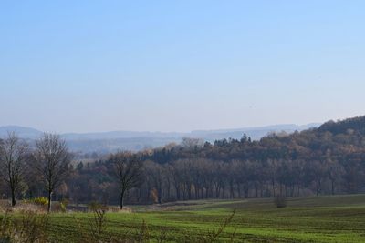 Trees on field against sky