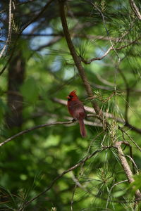 Low angle view of bird perching on branch