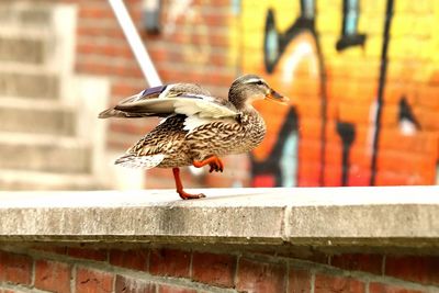 Bird perching on wall