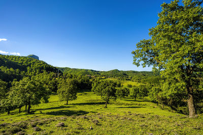 Scenic view of landscape against clear blue sky