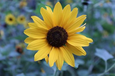 Close-up of yellow flower