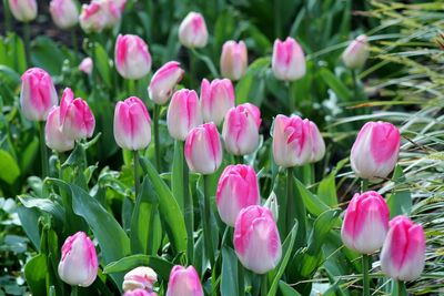 Close-up of pink flowers blooming outdoors