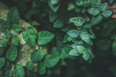 Close-up of raindrops on leaves