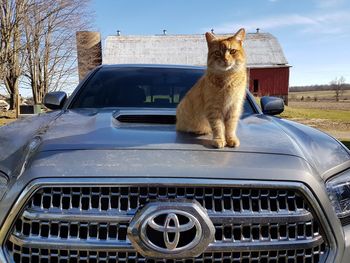 Cat on car vehicle