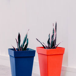 Close-up of potted plants against wall