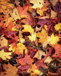 Full frame shot of dry maple leaves