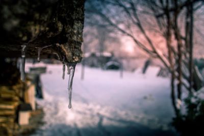 Close-up of icicles on tree trunk during winter