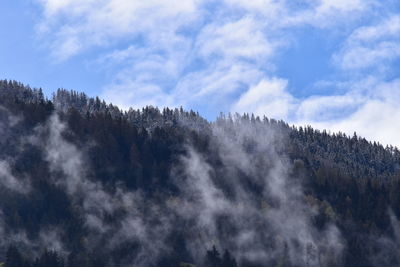 Low angle view of trees in forest against sky