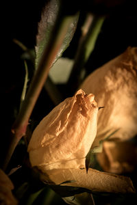 Close-up of wilted rose