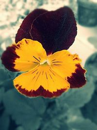 Close-up of yellow flower