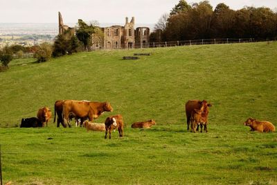 Cows grazing on field