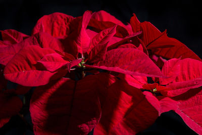 Close-up of red hibiscus blooming against black background