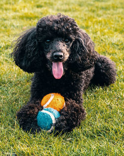 Portrait of dog with toys on field