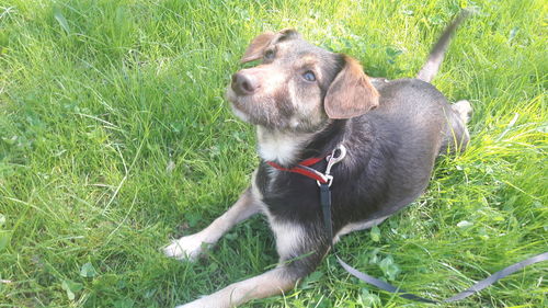 High angle view of dog relaxing on field