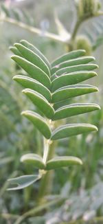 Close-up of green plant