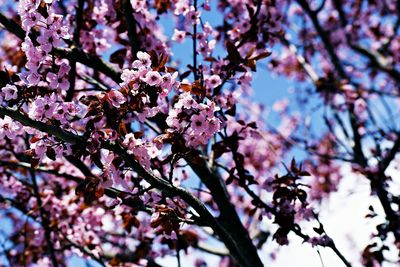 Close-up of apple blossoms in spring