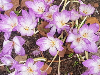 High angle view of purple crocus flowers growing in pot