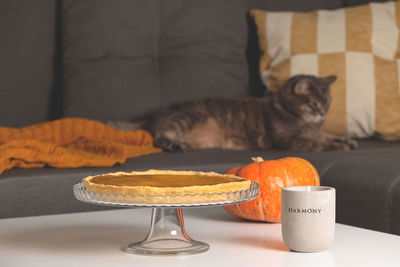Cat on table at home