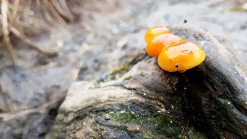 Close-up of yellow crab on rock