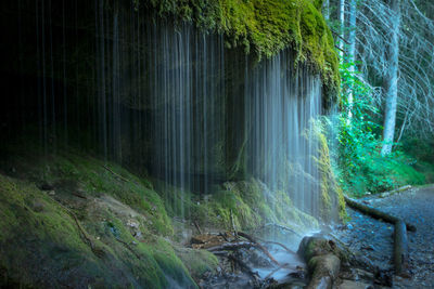 Scenic view of waterfall in forest