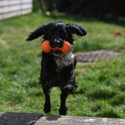 Close-up of cocker spaniel jumping while carrying toy at field