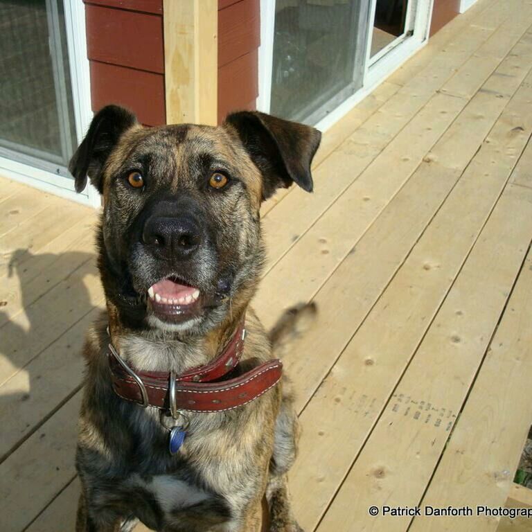 domestic animals, pets, animal themes, dog, mammal, one animal, portrait, looking at camera, pet collar, sitting, canine, sticking out tongue, no people, day, black color, outdoors, close-up, two animals, animal head