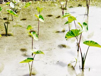 Close-up of plant growing in water
