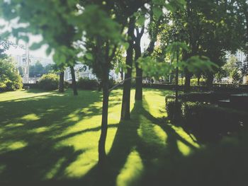 Trees in park