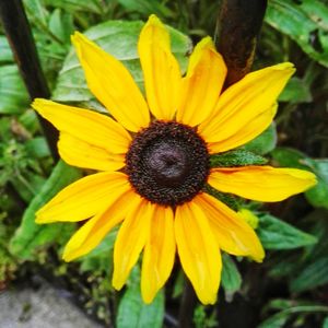 Close-up of yellow flower